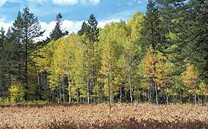Aspen Woodlands